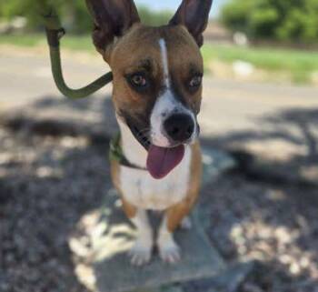 Chaos -  Mixed Breed Dog for Adoption in Canon City, Colorado - Chaos | PetCurious