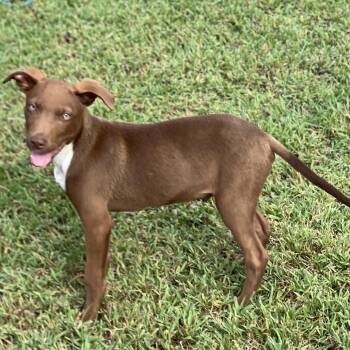 Boomer -  Mixed Breed Dog for Adoption in Keaau, Hawaii - Boomer | PetCurious