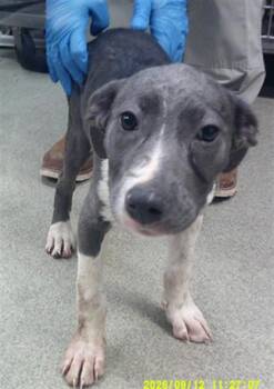 A480651 -  Staffordshire Bull Terrier and Mixed Breed Dog for Adoption in Oklahoma City, Oklahoma - A480651 | PetCurious