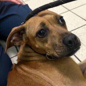 Stampede -  Mixed Breed Dog for Adoption in Charleston, West Virginia - Stampede | PetCurious
