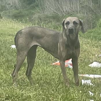 Mixed Breed Dogs Available for Adoption - Darla | PetCurious