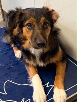 Meadow -  Australian Shepherd and Mixed Breed Dog for Adoption in Bowling Green, Kentucky - Meadow | PetCurious