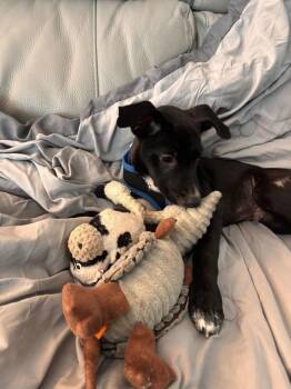 John Grey -  Labrador Retriever and Chihuahua Dog for Adoption in Valley Stream, New York - John Grey | PetCurious