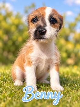Benny -  Shih Tzu and Chihuahua Dog for Adoption in San Tan Valley, Arizona - Benny | PetCurious