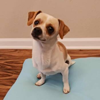 Jack Russell Terrier Dogs Available for Adoption -  Astro | PetCurious