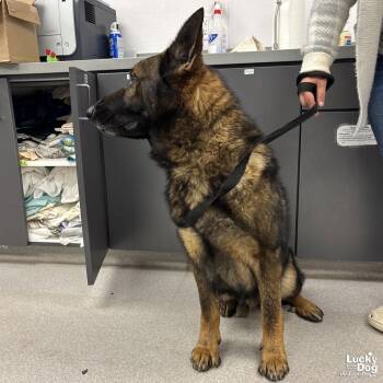 German Shepherd Dog Dogs Available for Adoption - Troy | PetCurious
