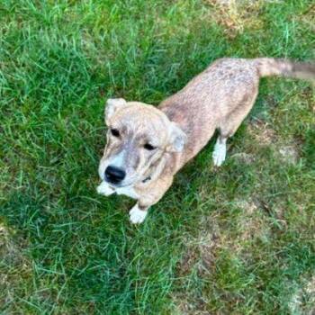 Grace -  Mixed Breed Dog for Adoption in Westland, Michigan - Grace | PetCurious