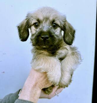 Terrier and Cockapoo Dogs Available for Adoption - Keanu | PetCurious