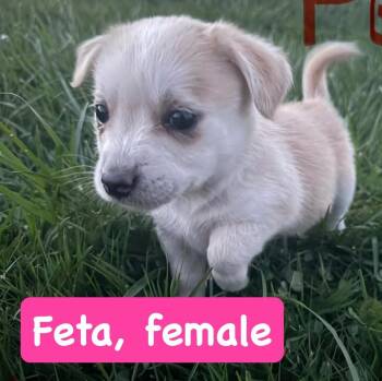 Chihuahua Dogs Available for Adoption - Feta | PetCurious