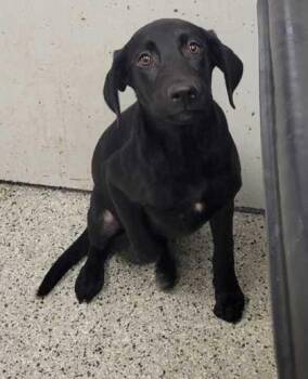 Peony -  Labrador Retriever and Mixed Breed Dog for Adoption in Kansas City, Missouri - Peony | PetCurious