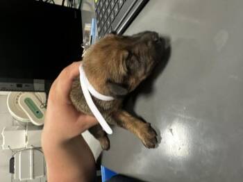 Rescue Mixed Breed Dogs for Adoption in Dallas, Texas - A1254536 | PetCurious