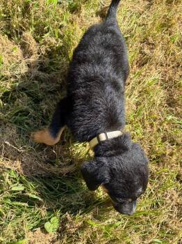 Bean -  Hound Dog for Adoption in Little Rock, Arkansas - Bean | PetCurious