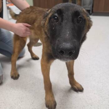 Belgian Shepherd Malinois and Mixed Breed Dogs Available for Adoption in Binghamton, New York - Peach | PetCurious