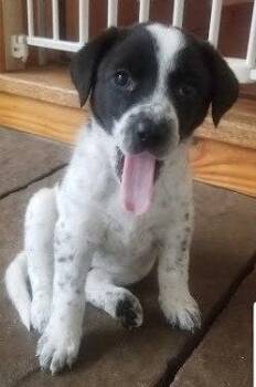 Australian Cattle Dog Blue Heeler and Shepherd Dogs Available for Adoption in Winter Park, Colorado - Winter | PetCurious