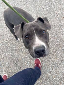 Gloria -  Pit Bull Terrier Dog for Adoption in Greensburg, Indiana - Gloria | PetCurious