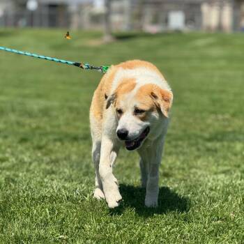 Cinderella -  Shepherd and Great Pyrenees Dog for Adoption in Goleta, California - Cinderella | PetCurious