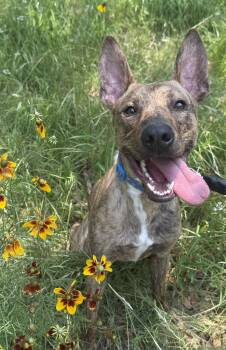 Rescue Catahoula Leopard Dog Dogs for Adoption in Pflugerville, Texas - Hobbes | PetCurious
