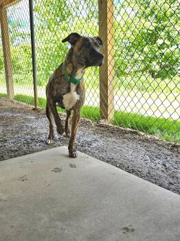 Peach -  Mixed Breed Dog for Adoption in Saint Marys, Pennsylvania - Peach | PetCurious