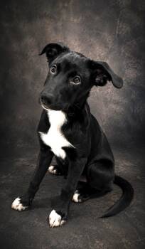 Zayn - Foster Needed -  Border Collie and Black Labrador Retriever Dog for Adoption in Monticello, Minnesota - Zayn - Foster Needed | PetCurious