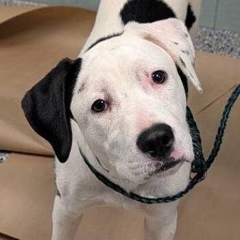Labrador Retriever and Mixed Breed Dogs Available for Adoption in Greenville, South Carolina - Orchid | PetCurious