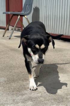 Terrier Dogs Available for Adoption in Lexington, Kentucky - Lexie | PetCurious