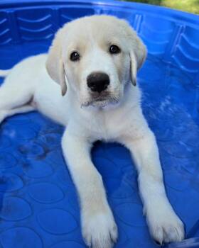 Angel -  Retriever and Great Pyrenees Dog for Adoption in Lafayette, Colorado - Angel | PetCurious
