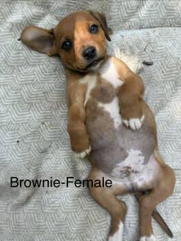 Hound Dogs Available for Adoption in Manchester, Connecticut - Brownie | PetCurious
