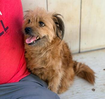 Rainier -  Border Terrier and Yorkshire Terrier Dog for Adoption in Los Angeles, California - Rainier | PetCurious