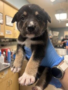 FERB FLYNN -  German Shepherd Dog Dog for Adoption in Riverside, California - FERB FLYNN | PetCurious