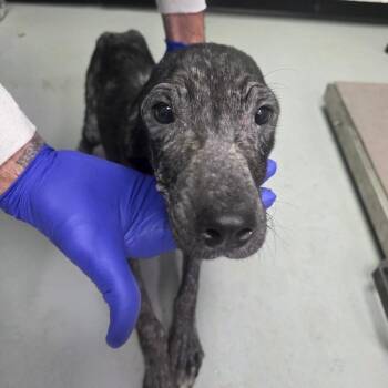 English Pointer Dogs Available for Adoption - Leah | PetCurious