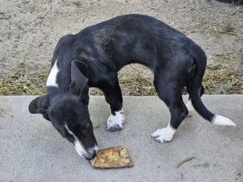 Flower -  Basset Hound Dog for Adoption in Willcox, Arizona - Flower | PetCurious