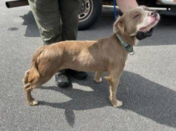 FLUFFY -  Pit Bull Terrier and Husky Dog for Adoption in Atlanta, Georgia - FLUFFY | PetCurious