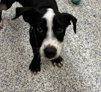 Pit Bull Terrier Dogs Available for Adoption in Golden, Colorado - Murf | PetCurious