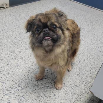 Shih Tzu Dogs Available for Adoption - Dusty | PetCurious