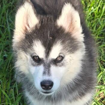 Alaskan Malamute Dogs Available for Adoption in Austin, Texas - Spring DD | PetCurious