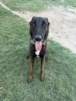 Suka FKA Hunter located in CA -  Belgian Shepherd Malinois and Dutch Shepherd Dog for Adoption in Imlay City, Michigan - Suka FKA Hunter Located In CA | PetCurious
