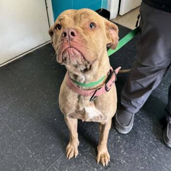 Athena -  Cane Corso and Pit Bull Terrier Dog for Adoption in Shinnston, West Virginia - Athena | PetCurious