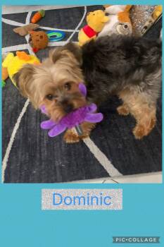 Dominic -  Yorkshire Terrier Dog for Adoption - Dominic | PetCurious