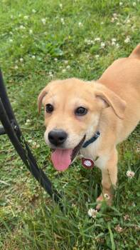 Labrador Retriever Dogs Available for Adoption in Nashville, Tennessee - Clint | PetCurious