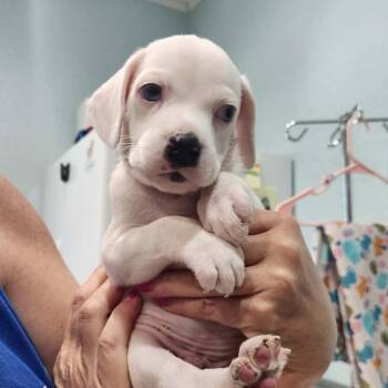 Mixed Breed Dogs Available for Adoption in Pinellas Park, Florida - Bolt (Titan) | PetCurious