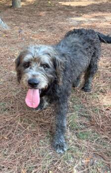 Forrest -  Labrador Retriever and Poodle Dog for Adoption in Little Rock, Arkansas - Forrest | PetCurious