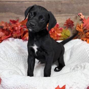 Zuri -  Mixed Breed Dog for Adoption in Medford, Oregon - Zuri | PetCurious