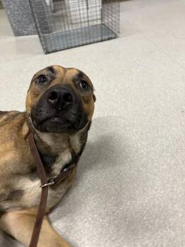 Rescue Pit Bull Terrier Dogs for Adoption in Indianapolis, Indiana - THING 1 | PetCurious