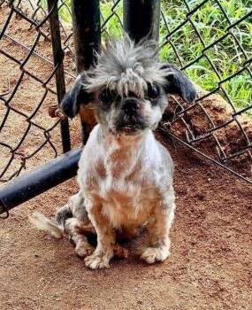 Mr. Coco -  Shih Tzu Dog for Adoption in Brewster, New York - Mr. Coco | PetCurious