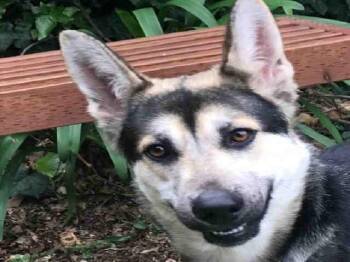MAHEA -  German Shepherd Dog and Siberian Husky Dog for Adoption in Alameda, California - MAHEA | PetCurious