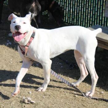 Vienna -  Boxer and Mixed Breed Dog for Adoption in Cleveland, Mississippi - Vienna | PetCurious
