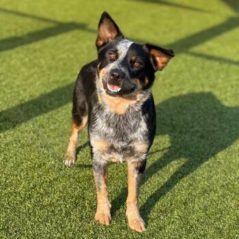 Bandit -  Australian Cattle Dog Blue Heeler Dog for Adoption in Nashville, Indiana - Bandit | PetCurious