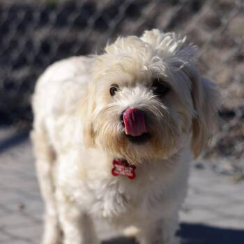 Heath -  West Highland White Terrier Westie and Mixed Breed Dog for Adoption in Idaho Falls, Idaho - Heath | PetCurious