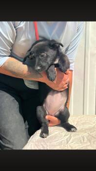 Black Labrador Retriever and Terrier Dogs Available for Adoption - Freedom | PetCurious