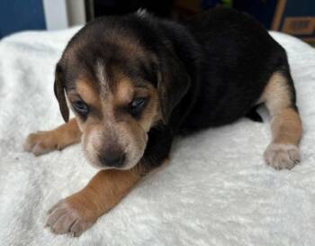 Rose Derby -  Hound Dog for Adoption in Waunakee, Wisconsin - Rose Derby | PetCurious